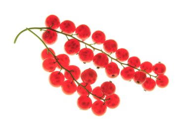 Frenk üzümü (ribes rubrum)