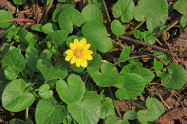 küçük kırlangıçotu