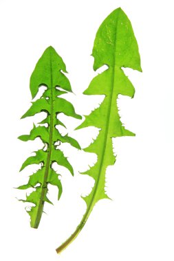 Karahindiba.