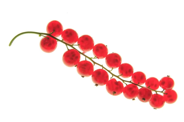 Red currant (Ribes rubrum) — Stock Photo, Image