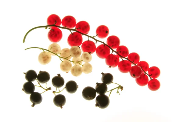 Red, yellow and black currant — Stock Photo, Image