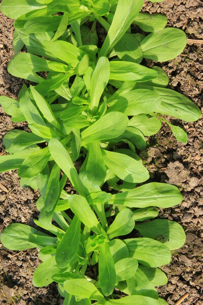 Corn salad (Valeria locusta)