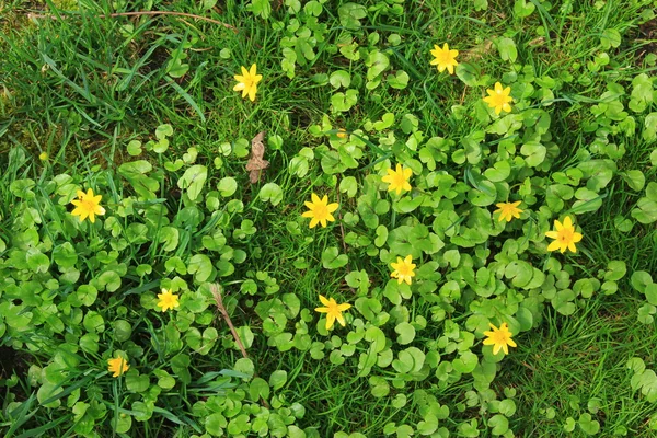 Lesser stinkende gouwe — Stockfoto