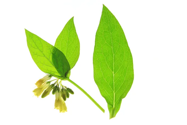 Common Comfrey — Stock Photo, Image