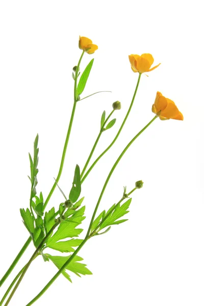 Ranuncolo (Ranunculus acris ) — Foto Stock