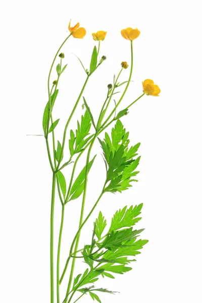 Jaskier (Ranunculus acris) — Zdjęcie stockowe