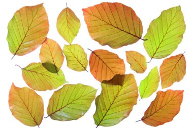 Bakır kayın (Fagus sylvatica f purpurea)