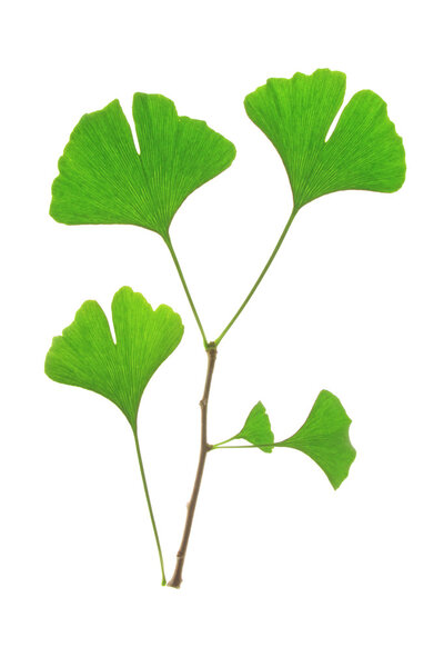 Ginkgo biloba