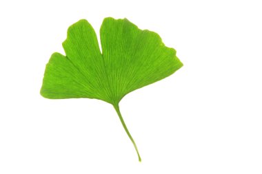 Ginkgo biloba