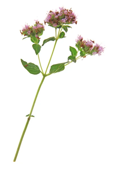 Origanum vulgare — Stok fotoğraf