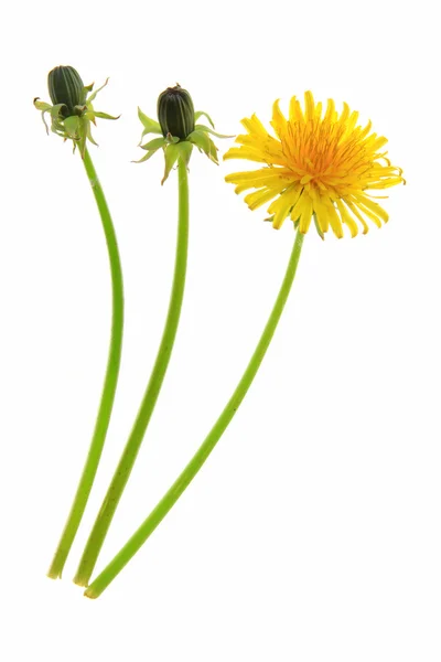 Dandelion — Stock Photo, Image