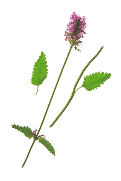 Dřevo Betony (Stachys officinalis) — Stock fotografie