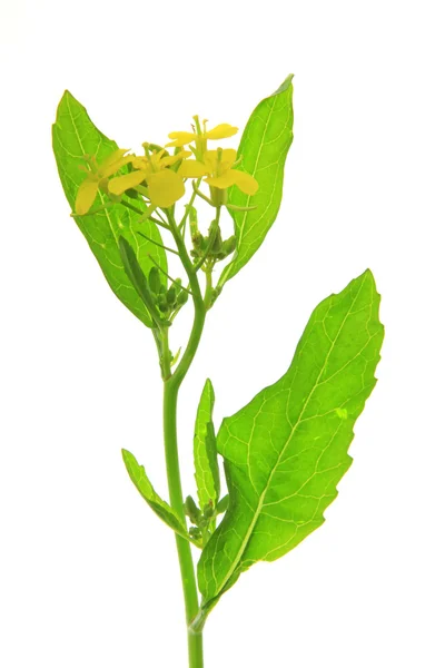 Brassica nigra — Stock Fotó