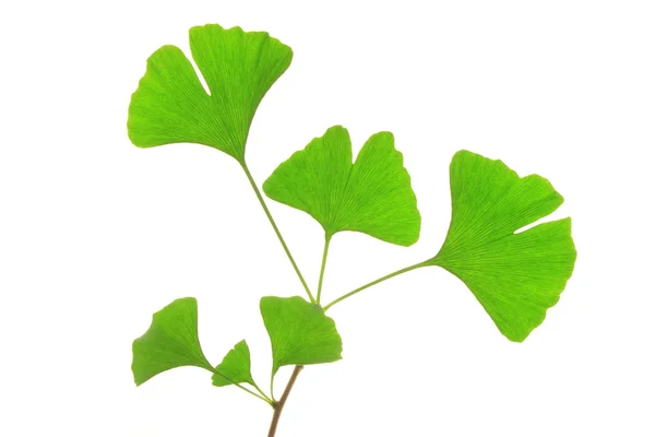 Ginkgo biloba — Stok fotoğraf