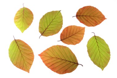 Bakır kayın (Fagus sylvatica f purpurea)