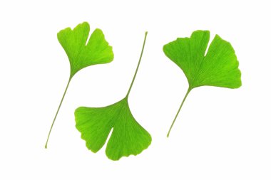 Ginkgo biloba