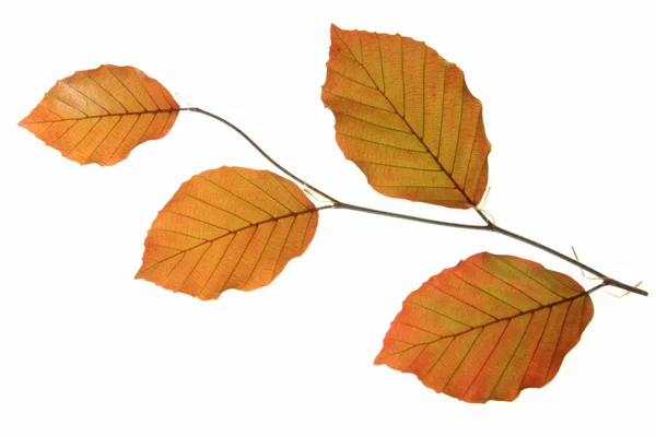 Copper beech (Fagus sylvatica f purpurea) — Stock Photo, Image