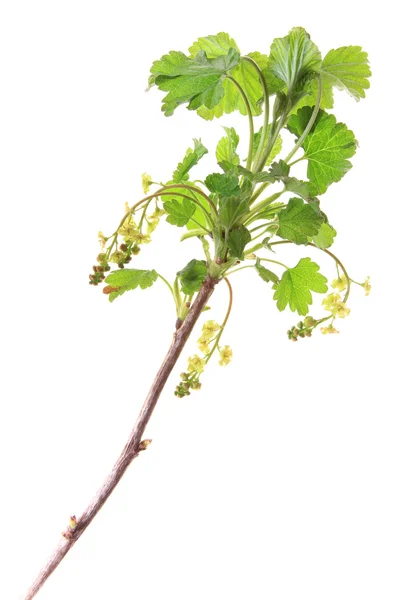 Groselha vermelha (ribes rubrum ) — Fotografia de Stock