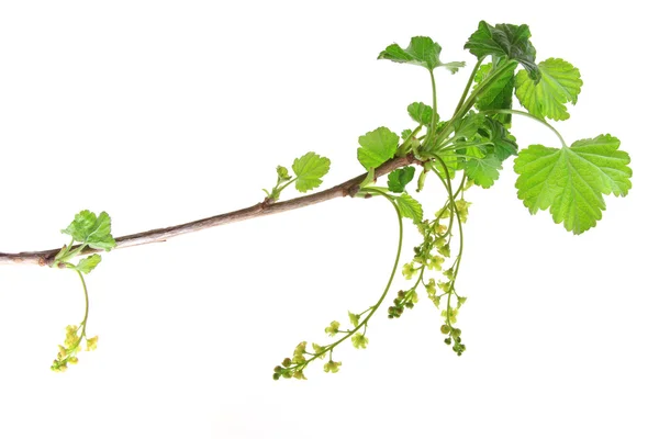 Rode bes (ribes rubrum) — Stockfoto