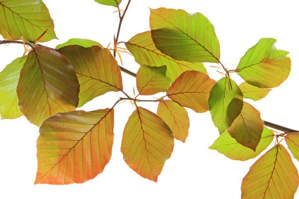 Copper beech (Fagus sylvatica f purpurea)