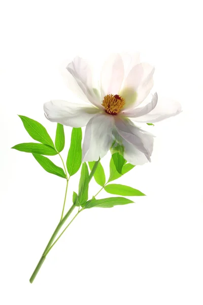 Pivoine arbustive (Paeonia suffruticosa)) — Photo