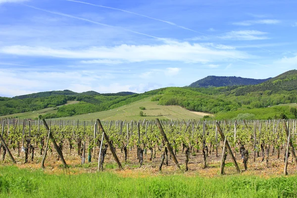Wijngaarden in Elzas — Stockfoto