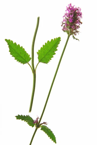 Betonía de madera (Stachys officinalis ) — Foto de Stock