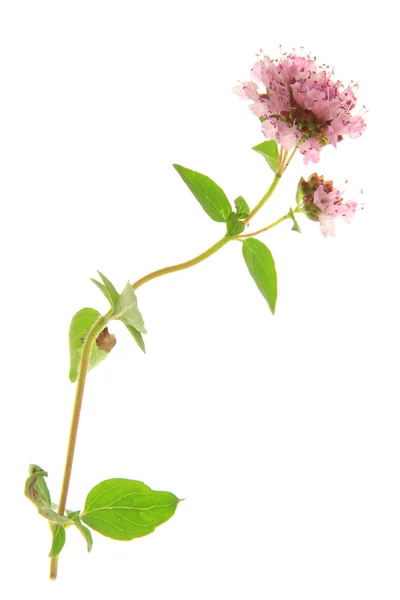 Origanum vulgare — Zdjęcie stockowe