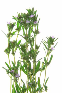 Bahçe savory