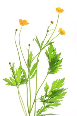 Buttercup (tipik acris)
