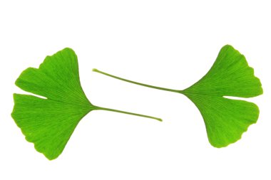 Ginkgo biloba
