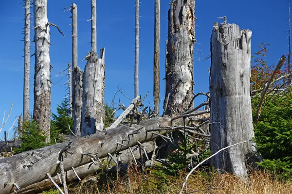 Walddieback — Stockfoto