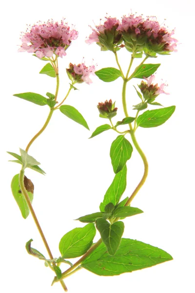 Origanum vulgare — Zdjęcie stockowe