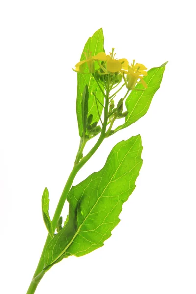 Brassica nigra — Stockfoto