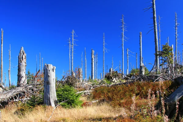 Forest dieback — Stock Photo, Image