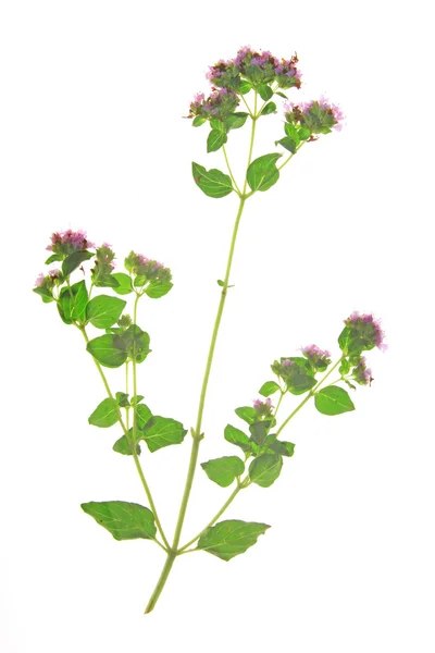 Origanum vulgare — Zdjęcie stockowe