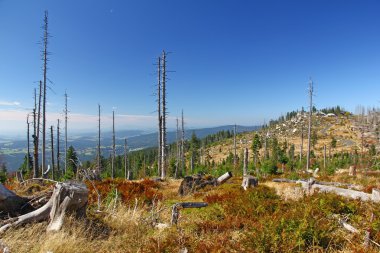 Orman dieback