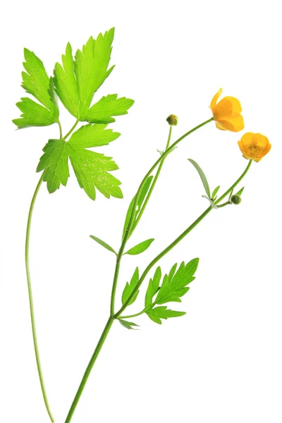 Ranuncolo (Ranunculus acris ) — Foto Stock