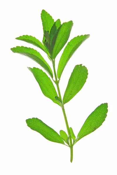 Stevia rebaudiana — Foto Stock