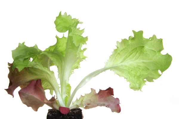Salade zaailing — Stockfoto