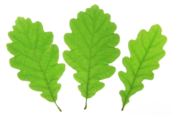 Oak leaves on a white background — Stock Photo, Image