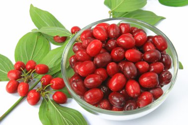 Kızılcık kiraz (Cornus mas)