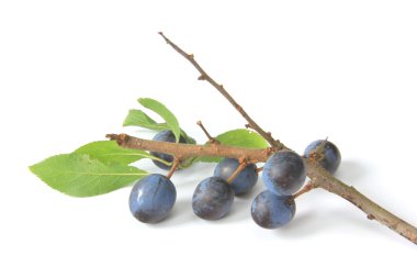 sloes - meyve karaçalı