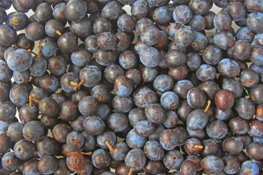 sloes - meyve karaçalı