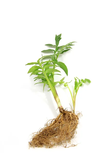 Seedling of valerian — Stock Photo, Image