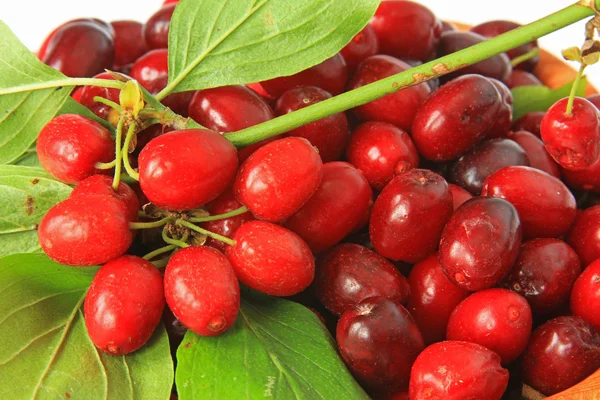Cornelian cherries (Cornus mas) — Stock Photo, Image