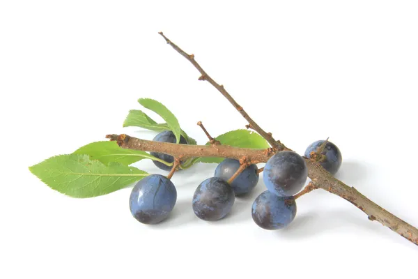 Sloes - Fruits of blackthorn — Stock Photo, Image
