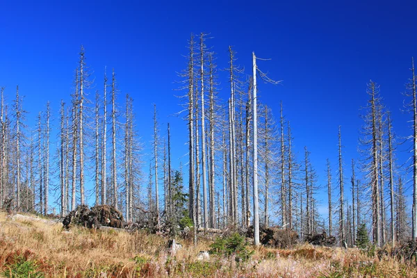 Le dépérissement forestier — Photo