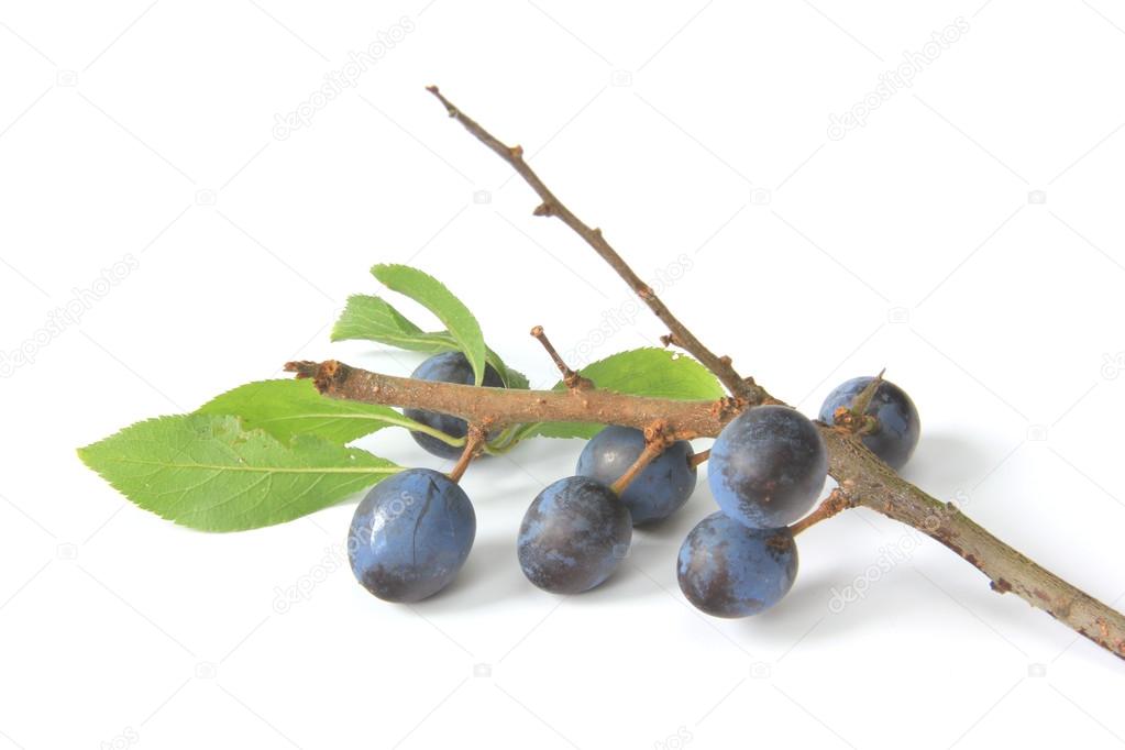 Sloes - Fruits of blackthorn