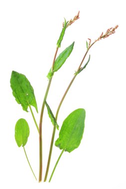 Bahçe kuzukulağı (yabani acetosa)